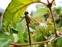 Sympetrum striolatum 15, Bruinrode heidelibel, Saxifraga-Rudmer Zwerver