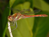 Sympetrum striolatum 17, Bruinrode heidelibel, Saxifraga-Ab H Baas