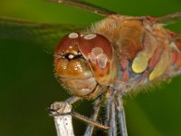 Sympetrum striolatum 18, Bruinrode heidelibel, Saxifraga-Ab H Baas