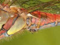 Sympetrum striolatum 19, Bruinrode heidelibel, Saxifraga-Ab H Baas