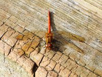 Sympetrum striolatum 20, Bruinrode heidelibel, Saxifraga-Bart Vastenhouw