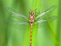 Sympetrum striolatum 22, Bruinrode heidelibel, Saxifraga-Bart Vastenhouw