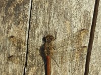 Dragonfly  Common darter (Sympetrum striolatum) resting on dead tree  Dragonfly  Common darter (Sympetrum striolatum) resting on dead tree : dragonfly, Common darter, Sympetrum striolatum, resting, dead tree, insect, fauna, wildlife, wild animal, animal, outside, outdoors, nobody, no people, nature, natural, summer, summertime, closeup, close-up, macro