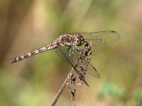 Sympetrum striolatum 25, Bruinrode Heidelibel, Saxifraga-Henk Baptist