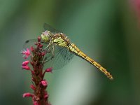 Sympetrum striolatum 27, Bruinrode Heidelibel, Saxifraga-Henk Baptist