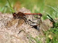 Sympetrum striolatum 28, Bruinrode Heidelibel, Saxifraga-Henk Baptist