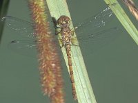 Sympetrum striolatum 3, Bruinrode heidelibel, female, Saxifraga-Frits Bink