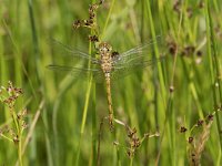 Sympetrum striolatum 34, Bruinrode heidelibel, Saxifraga-Willem van Kruijsbergen