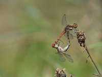 Sympetrum striolatum 35, Bruinrode heidelibel, Saxifraga-Luuk Vermeer