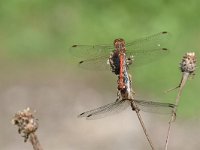 Sympetrum striolatum 36, Bruinrode heidelibel, Saxifraga-Luuk Vermeer