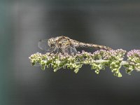 Sympetrum striolatum 37, Bruinrode heidelibel, Saxifraga-Luuk Vermeer