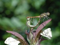 Sympetrum striolatum 4, Bruinrode heidelibel, Vlinderstichting-Jaap Bouwman