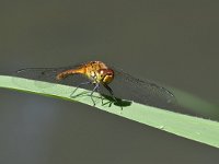 Sympetrum striolatum 40, Bruinrode heidelibel, Saxifraga-Luuk Vermeer