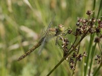 Sympetrum striolatum 41, Bruinrode heidelibel, Saxifraga-Willem van Kruijsbergen