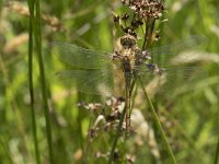 Sympetrum striolatum 42, Bruinrode heidelibel, Saxifraga-Willem van Kruijsbergen