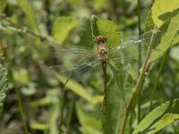 Sympetrum striolatum 44, Bruinrode heidelibel, Saxifraga-Willem van Kruijsbergen