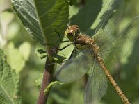 Sympetrum striolatum 46, Bruinrode heidelibel, Saxifraga-Willem van Kruijsbergen