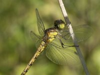 Sympetrum striolatum 47, Bruinrode heidelibel, Saxifraga-Willem van Kruijsbergen