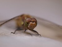 Sympetrum striolatum 5, Bruinrode heidelibel, Saxifraga-Rudmer Zwerver