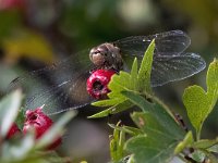 Sympetrum striolatum 51, Bruinrode heidelibel, Saxifraga-Bart Vastenhouw