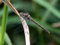 Sympetrum striolatum 52, Bruinrode heidelibel, Saxifraga-Bart Vastenhouw