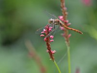 Sympetrum striolatum 53, Bruinrode heidelibel, Saxifraga-Tom Heijnen