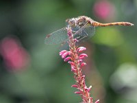 Sympetrum striolatum 54, Bruinrode heidelibel, Saxifraga-Tom Heijnen