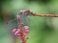 Sympetrum striolatum 55, Bruinrode heidelibel, Saxifraga-Tom Heijnen