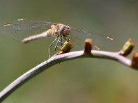 Sympetrum striolatum 56, Bruinrode heidelibel, Saxifraga-Tom Heijnen