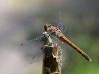 Sympetrum striolatum 58, Bruinrode heidelibel, Saxifraga-Tom Heijnen