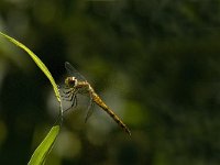 Sympetrum striolatum 6, Bruinrode heidelibel, Saxifraga-Jan van der Straaten