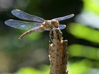 Sympetrum striolatum 60, Bruinrode heidelibel, Saxifraga-Tom Heijnen