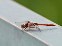 Sympetrum striolatum 61, Bruinrode heidelibel, Saxifraga-Tom Heijnen