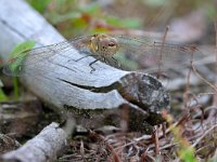 Sympetrum striolatum 62, Bruinrode heidelibel, Saxifraga-Tom Heijnen