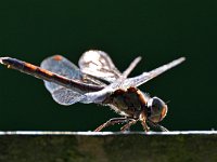 Sympetrum striolatum 63, Bruinrode heidelibel, Saxifraga-Tom Heijnen