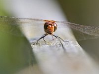 Sympetrum striolatum 64, Bruinrode heidelibel, Saxifraga-Tom Heijnen