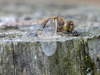 Sympetrum striolatum 65, Bruinrode heidelibel, Saxifraga-Tom Heijnen