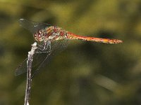 Sympetrum striolatum 7, Bruinrode  heidelibel, Saxifraga-Peter Meininger