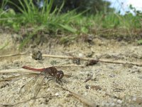 Sympetrum striolatum 8, Bruinrode heidelibel, Saxifraga-Rob Felix : Animalia, Arthropoda, Insecta, Odonata, Project Natuurbalans, animal, arthropod, dargonfly, dier, dieren, geleedpotige, geleedpotigen, insect, insecten, juffer, libel, libellen