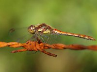 Sympetrum striolatum 9, Bruinrode heidelibel, Saxifraga-Rudmer Zwerver