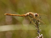 Sympetrum vulgatum, Vagrant Sympetrum