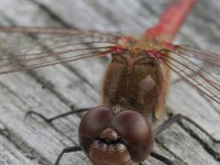 Sympetrum vulgatum 10, Steenrode heidelibel, Saxifraga-Rutger Barendse