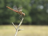 Sympetrum vulgatum 11, Steenrode heidelibel, Saxifraga-Rob Felix : Animalia, Arthropoda, Insecta, Odonata, Project Natuurbalans, animal, arthropod, dargonfly, dier, dieren, geleedpotige, geleedpotigen, insect, insecten, juffer, libel, libellen