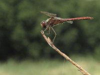 Sympetrum vulgatum 12, Steenrode heidelibel, Saxifraga-Rob Felix : Animalia, Arthropoda, Insecta, Odonata, Project Natuurbalans, animal, arthropod, dargonfly, dier, dieren, geleedpotige, geleedpotigen, insect, insecten, juffer, libel, libellen