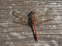 Sympetrum vulgatum 13, Steenrode heidelibel, Saxifraga-Rob Felix : Animalia, Arthropoda, Insecta, Odonata, animal, arthropod, dargonfly, dier, dieren, geleedpotige, geleedpotigen, insect, insecten, juffer, libel, libellen