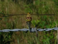 Sympetrum vulgatum 14, Steenrode heidelibel, Saxifraga-Rudmer Zwerver