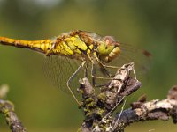 Sympetrum vulgatum 15, Steenrode heidelibel, Saxifraga-Rudmer Zwerver