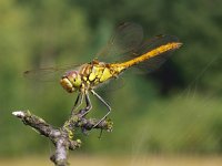 Sympetrum vulgatum 16, Steenrode heidelibel, Saxifraga-Rudmer Zwerver