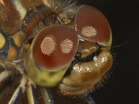 Sympetrum vulgatum 18, Steenrode heidelibel, Saxifraga-Ab H Baas