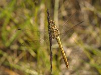 Steenrode heidelibel-V- #01 : Steenrode heidelibel, Vagrant Darter, Sympetrum vulgatum, female